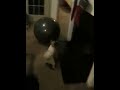 Pupcake exercise