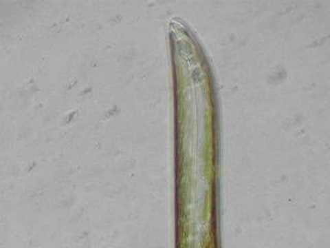 Big Golden Pennate Diatom Rolls Along