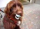 Hund mit Schnuller!