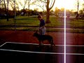 Fritz 8 month old German Shepherd heeling