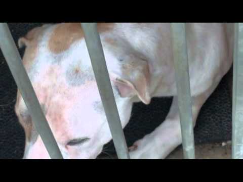 ten bully kutta