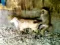 sex animaux