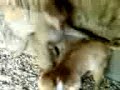 sex animaux