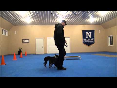 how to train boston terrier puppy