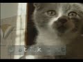 Scottish Fold cat & kitten