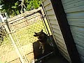 killa dog 2
