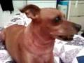 Reji the MinPin 2008 2nd