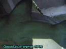 Dive with Sharks