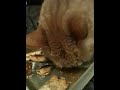 Cat eats pasta