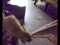 Golden Lab having fun