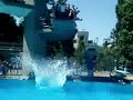 dives from the 5 meter tower dives from the 5 meter tower