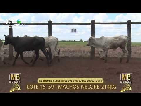 520� LEIL�O VIRTUAL MB LEIL�ES