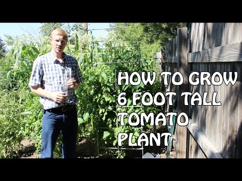 how to grow over 6 feet tall