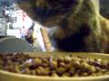 Cloey eats dry food