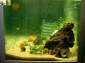 aquarium timelapse