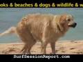 Doggy Dog SHAKING in SLOW MOTION and Surfer Floater