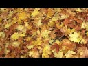 here are some falling leaves for you