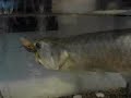 Silver Arrowana Eats Duckling [Osteoglossum bicirrhosum]