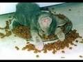 Funny Cats Show Part 1