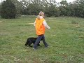 Darcy's Field Day - Field Spaniel Hunt Test