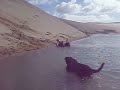 Extreme sandboarding,Brad nailing Dyls dog, tis funny as Extreme sandboarding,Brad nailing Dyls dog, tis funny as