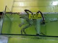 Giant Alaskan King Crab