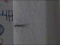 videos de skye's other video