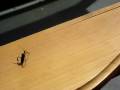videos de Alien Bug