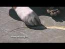 Streetpainting.tv: Rod Tryon 3-D Koi Pond Street Painting