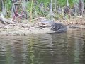 Gator