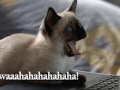 Herb Zerden Cat Video #7
