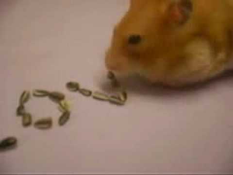 Con chuot xep chu I love you-Clip Hai-Video hai-Video clip cuoi- Video clip vui.flv