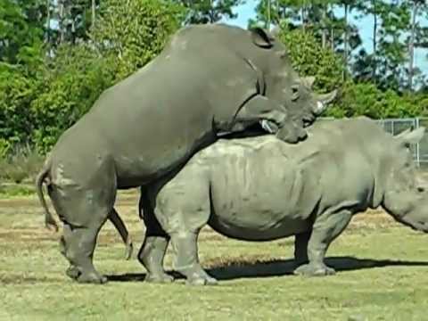 rhino mating ผสมพันธุ์แรด