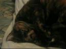 MY BEAUTIFUL BUT SPOILED ROTTEN CAT GUTTERFLOWER