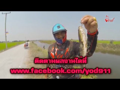 การตกปลาช่อนด้วยกระดี่ซุปตาร์