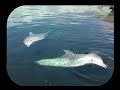 Dolfijnen In Dolfinarium Harderwijk