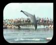 Dolfijnen In Dolfinarium Harderwijk