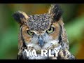O RLY O RLY