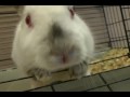Untitled.mov