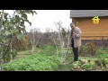 Видео - Обрезка и формирование плодовых деревьев