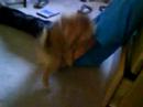 Lil Puppy Humpin! Lil Puppy Humpin!
