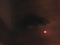 Playful Kittens Chase Laser Pointer