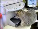 Where do faxes come from?