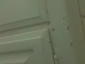 Infested @ home...