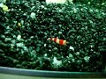 My Crystal Red Shrimp My Crystal Red Shrimp