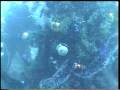 videos de elka2009