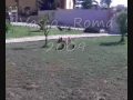 Carrozzella salva cane pastore tedesco 