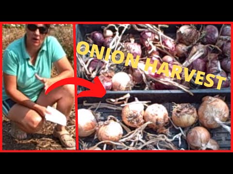 how to tell if onions are ready to harvest