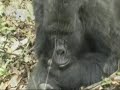 MOUNTAIN GORILLAS - UGANDA - BWINDI
