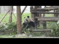videos de Dan and Jenessa in Xian, Chengdu part 2